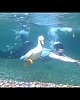 https://www.hawaiimoa.com/data/editor/2108/thumb-fff54235f49b727ee78dcbfe8b510d56_1629451506_8931_80x100.jpg