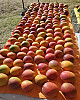 https://www.hawaiimoa.com/data/editor/2403/thumb-5f3530a8e906314cb9151d93ee2681d0_1710952657_4953_80x100.jpg
